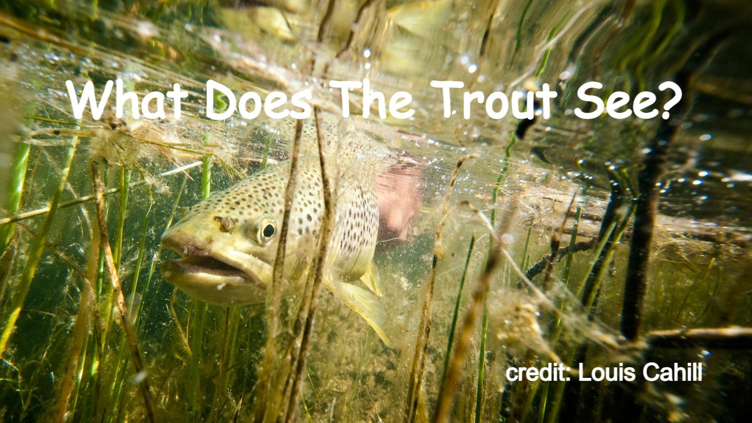 What Does The Trout See?